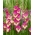 Gladiolus 'Extravert' - Giga Pack! - 250 pcs.