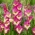 Gladiolus 'Extravert' - jätteförpackning - 250 st