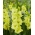 Gladiolus, Kardvirág 'Kio' - Giga csomag! - 250 db.