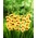 Miekkalilja - Gladiolus 'Safari' - suuri pakkaus - 50 kpl