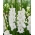 Gladiolus, Kardvirág 'Essential' - Nagy csomag! - 50 db.