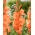 Gladiolus - Gladiolus 'Eclair' - kæmpepakke - 250 stk