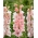 Gladiolus, Kardvirág 'Adrenalin' - Giga csomag! - 250 db.