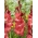 Gladiolus, Gladiole, Schwertblume 'Indian Summer' - Gigapackung! - 250 Stk.