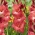 Gladiolus, Gladiole, Schwertblume 'Indian Summer' - 5 Stk.
