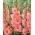 Gladiolus - Gladiolus 'Sugar Babe' - kæmpepakke - 250 stk