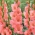 Miekkalilja - Gladiolus 'Sugar Babe' - jättipakkaus - 250 kpl