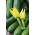 Съедобные цветы - кабачок "астра полька"; цуккини - семена