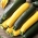 Sommersquash - blandet udvalg - 100 g frø (Cucurbita pepo)