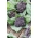 Broccoli Miranda seeds - Brassica oleracea - 300 seeds