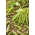 Pea "Wonder of Kelvedon" - dengan benih berkedut - Pisum sativum