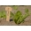 Étiquettes écologiques en bois pour plantes - 5 pièces - 