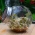 Jar sprouter - контейнер для выращивания ростков - 400 мл + БЕСПЛАТНЫЙ ПОДАРОК - 