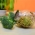 Vaso sprouter - contenitore per la crescita dei germogli - 400 ml + REGALO GRATUITO - 