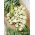 Široki fižol "Bolero" - zgodnja sorta, ki proizvaja izredno velika semena - Vicia faba L.