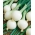 หัวหอมฤดูหนาว "Hiberna" - สำหรับหอมและใบไม้กระเทียม - 500 เมล็ด - Allium cepa L.