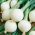 หัวหอมฤดูหนาว "Hiberna" - สำหรับหอมและใบไม้กระเทียม - 500 เมล็ด - Allium cepa L.