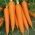 Valgomosios morkos - Flakkese 2 - Flacoro - 4250 sėklos - Daucus carota