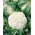 White cauliflower "Delta" - for spring, summer and autumn cultivation - 270 seeds