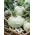 コールラビ「ルナ」 - 早期収穫用の白種 -  260粒 - Brassica oleracea var. Gongylodes L. - シーズ