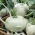 Kohlrabi "Luna" - pelbagai putih untuk penuaian awal - 260 biji - Brassica oleracea var. Gongylodes L. - benih