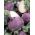 Kohlrabi "Blankyt" - fialová, extrémne robustná odroda - 260 semien - Brassica oleracea var. Gongylodes L. - semená