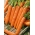 Morcov "Darina" - varietate târzie - Daucus carota - semințe