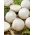 Bílá cibule "Avalon" - 750 semen - Allium cepa L. - semena