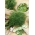 ガーデンディル「オリバー」 -  2800種子 - Anethum graveolens L. - シーズ