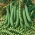 Насіння раннього гороху - Pisum sativum - 200 насіння