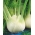 茴香“Romanesco” -  200粒种子 - Foeniculum vulgare Mill - 種子