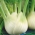 茴香“Romanesco” -  200粒种子 - Foeniculum vulgare Mill - 種子