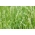 Engelskt rajgräs 'Brawa 4N' - fodervariant - 5 kg frön (Lolium perenne)