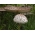 Parasol mushroom (Macrolepiota procera) - Kit for garden cultivation - 750 ml