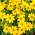 Bur semințe de Marigold - Bidens aurea - 160 semințe