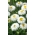 Crazy Daisy, Snowdrift seeds - สูงสุดเบญจมาศ fl. pl - 160 เมล็ด - Chrysanthemum maximum fl. pl. Crazy Daisy