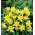 Golden Columbine sēklas - Aquilegia chrysantha - 270 sēklas