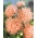Pembe-turuncu iğne yaprağı çin aster, Yıllık aster - 500 tohum - Callistephus chinensis  - tohumlar