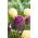 کلم زرشک "طلوع آفتاب" - مخلوط بذر؛ کلوچه زینتی - Brassica oleracea var. acephala - دانه