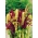 Амарант "Волшебный каскад" - разноцветный выбор сортов - 700 семян - Amaranthus sp. - семена