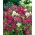Прощання з пружиною - різноманітна суміш - 4000 насіння - Clarkia pulchella