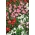 Begonia semperflorens - alta, florescendo continuamente - cores mistas