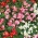 Sommarbegonia - hög, kontinuerligt blommande - blandade färger (Begonia semperflorens)