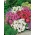 Ilgziedu begonija (Begonia semperflorens) - zema, nepārtraukti ziedoša - dažādas krāsas
