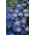 Darželinė trumpakuodė 'Blue Splendour' - sėklos (Brachyscome iberidifolia)