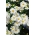 Swan River Daisy 'White Splendour' - seeds (Brachyscome iberidifolia)