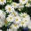 Nukenkaulus 'White Splendour' - siemenet (Brachyscome iberidifolia)