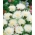 Ruiskaunokki 'The Bride' - siemenet (Centaurea imperialis)