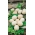 Dovleac ornamental 'Nest Egg' - semințe (Cucurbita pepo)