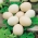 Abóbora 'Nest Egg' - sementes (Cucurbita pepo)